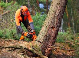 How Our Tree Care Process Works  in Fairbury, IL